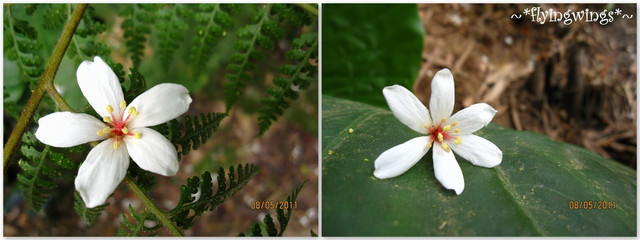 11。05。08~2011桐花季(趴叁)。彰化芬園~福田社區 - 第41張圖 11。05。08~2011桐花季(趴叁)。彰化芬園~福田社區