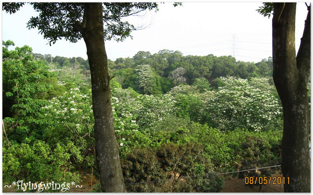 11。05。08~2011桐花季(趴叁)。彰化芬園~福田社區 - 第44張圖 11。05。08~2011桐花季(趴叁)。彰化芬園~福田社區