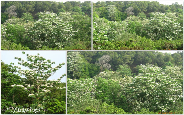 11。05。08~2011桐花季(趴叁)。彰化芬園~福田社區 - 第46張圖 11。05。08~2011桐花季(趴叁)。彰化芬園~福田社區