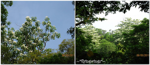 11。05。08~2011桐花季(趴叁)。彰化芬園~福田社區 - 第49張圖 11。05。08~2011桐花季(趴叁)。彰化芬園~福田社區