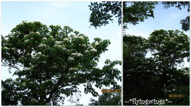 11。05。08~2011桐花季(趴叁)。彰化芬園~福田社區 - 第52張圖 11。05。08~2011桐花季(趴叁)。彰化芬園~福田社區