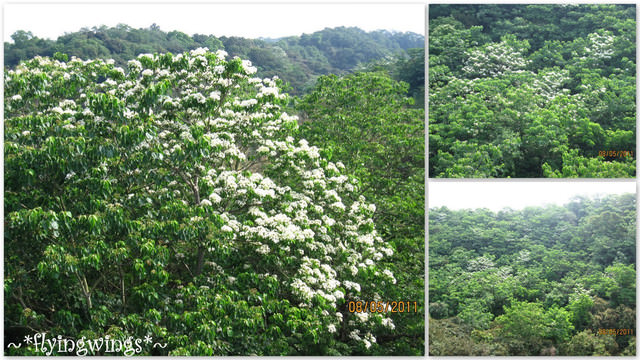 11。05。08~2011桐花季(趴叁)。彰化芬園~福田社區 - 第53張圖 11。05。08~2011桐花季(趴叁)。彰化芬園~福田社區