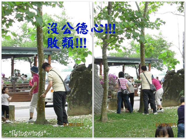 11。05。01~2011桐花季(趴兔)。南投埔里~牛耳藝術村 - 第27張圖 11。05。01~2011桐花季(趴兔)。南投埔里~牛耳藝術村