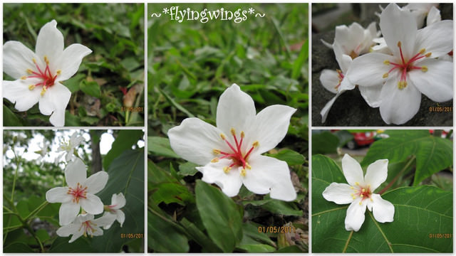 11。05。01~2011桐花季(趴兔)。南投埔里~牛耳藝術村 - 第29張圖 11。05。01~2011桐花季(趴兔)。南投埔里~牛耳藝術村