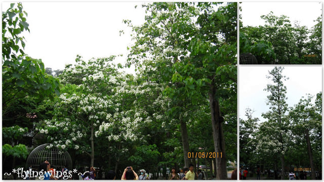 11。05。01~2011桐花季(趴兔)。南投埔里~牛耳藝術村 - 第30張圖 11。05。01~2011桐花季(趴兔)。南投埔里~牛耳藝術村
