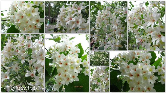 11。05。01~2011桐花季(趴兔)。南投埔里~牛耳藝術村 - 第34張圖 11。05。01~2011桐花季(趴兔)。南投埔里~牛耳藝術村