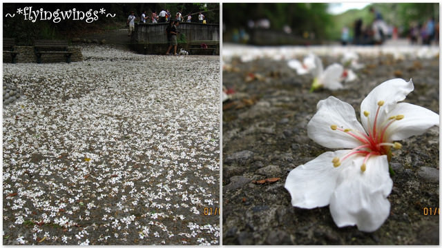 11。05。01~2011桐花季(趴萬)。彰化芬園~挑水古道 - 第35張圖 11。05。01~2011桐花季(趴萬)。彰化芬園~挑水古道