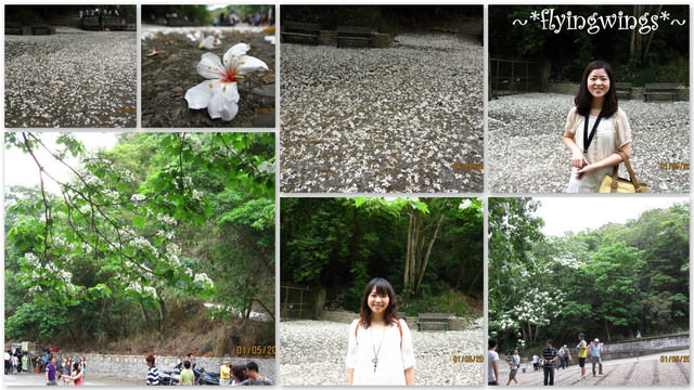 11。05。01~2011桐花季(趴萬)。彰化芬園~挑水古道 - 第37張圖 11。05。01~2011桐花季(趴萬)。彰化芬園~挑水古道
