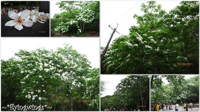 11。05。01~2011桐花季(趴萬)。彰化芬園~挑水古道 - 第53張圖 11。05。01~2011桐花季(趴萬)。彰化芬園~挑水古道