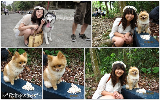 11。05。01~2011桐花季(趴萬)。彰化芬園~挑水古道 - 第60張圖 11。05。01~2011桐花季(趴萬)。彰化芬園~挑水古道
