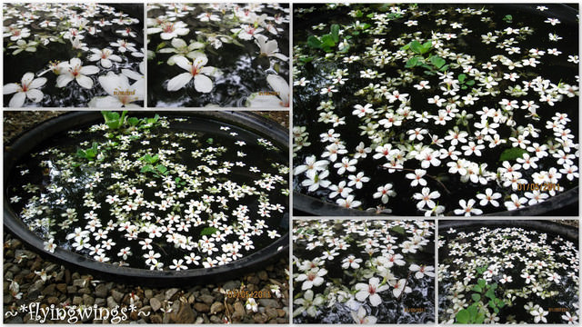 11。05。01~2011桐花季(趴萬)。彰化芬園~挑水古道 - 第74張圖 11。05。01~2011桐花季(趴萬)。彰化芬園~挑水古道