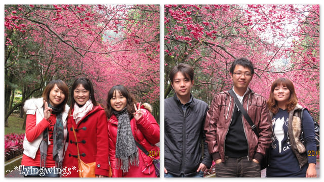 11。02。20~南投。粉紅天空『九族櫻花祭』 - 第13張圖 11。02。20~南投。粉紅天空『九族櫻花祭』