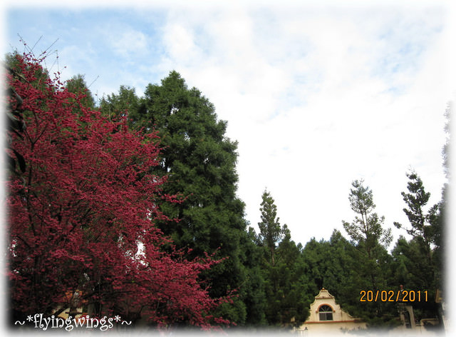 11。02。20~南投。粉紅天空『九族櫻花祭』 - 第29張圖 11。02。20~南投。粉紅天空『九族櫻花祭』