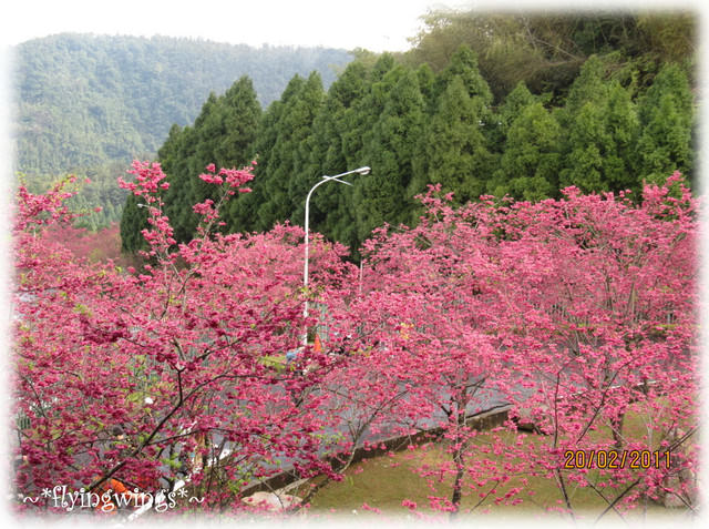 11。02。20~南投。粉紅天空『九族櫻花祭』 - 第35張圖 11。02。20~南投。粉紅天空『九族櫻花祭』