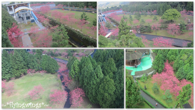 11。02。20~南投。粉紅天空『九族櫻花祭』 - 第36張圖 11。02。20~南投。粉紅天空『九族櫻花祭』