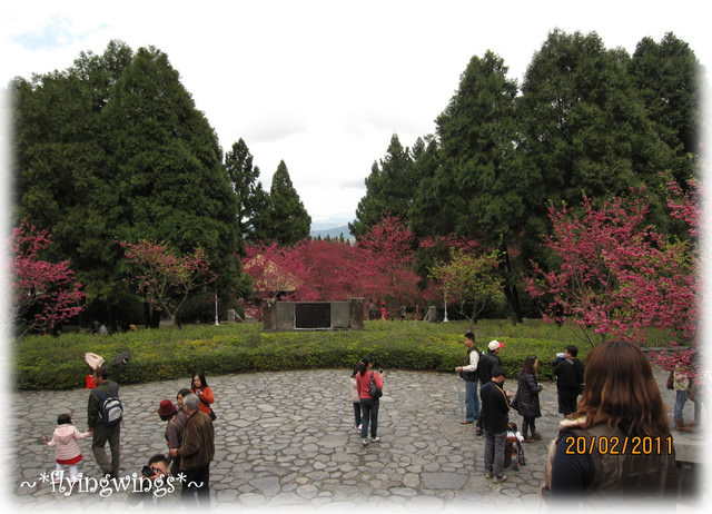 11。02。20~南投。粉紅天空『九族櫻花祭』 - 第57張圖 11。02。20~南投。粉紅天空『九族櫻花祭』