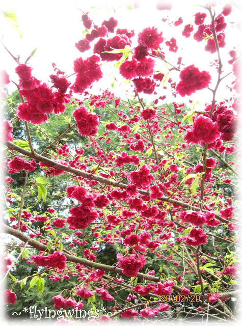 11。02。20~南投。粉紅天空『九族櫻花祭』 - 第60張圖 11。02。20~南投。粉紅天空『九族櫻花祭』