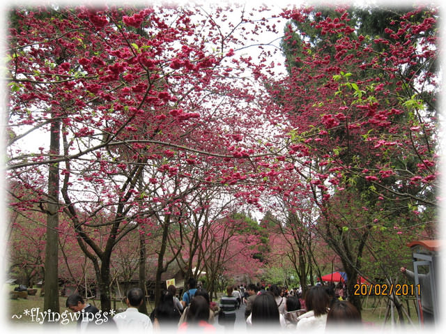 11。02。20~南投。粉紅天空『九族櫻花祭』 - 第64張圖 11。02。20~南投。粉紅天空『九族櫻花祭』