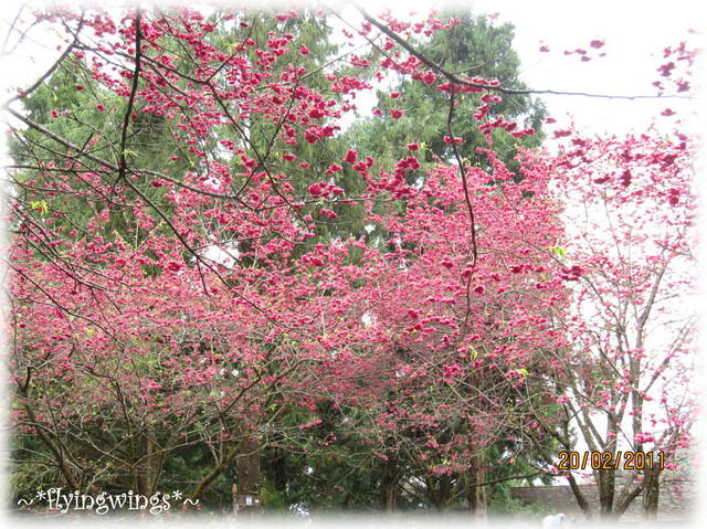11。02。20~南投。粉紅天空『九族櫻花祭』 - 第65張圖 11。02。20~南投。粉紅天空『九族櫻花祭』