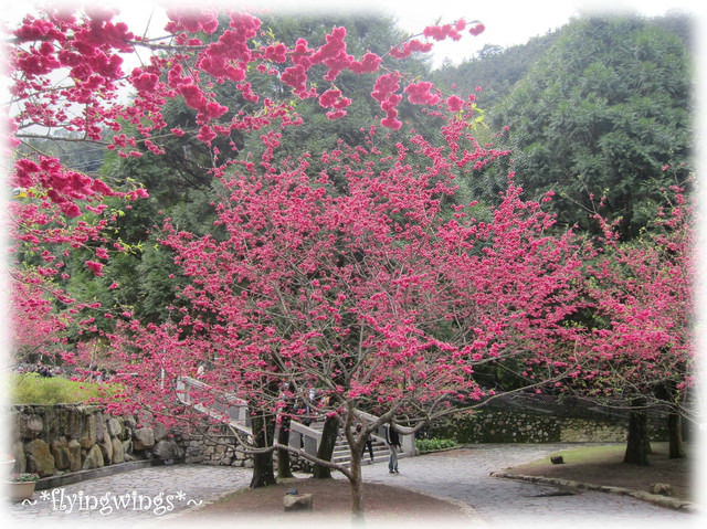 11。02。20~南投。粉紅天空『九族櫻花祭』 - 第87張圖 11。02。20~南投。粉紅天空『九族櫻花祭』