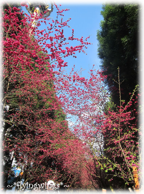 11。02。20~南投。粉紅天空『九族櫻花祭』 - 第89張圖 11。02。20~南投。粉紅天空『九族櫻花祭』