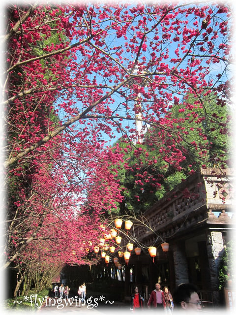 11。02。20~南投。粉紅天空『九族櫻花祭』 - 第96張圖 11。02。20~南投。粉紅天空『九族櫻花祭』