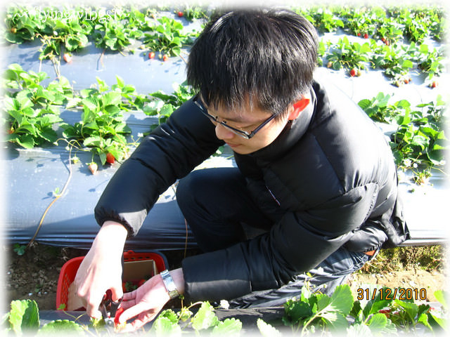 10。12。31~大湖草莓趣
