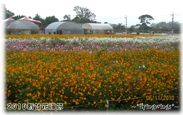 10。11。06~C。N。B四朵花之新社花海節 - 第6張圖 10。11。06~C。N。B四朵花之新社花海節