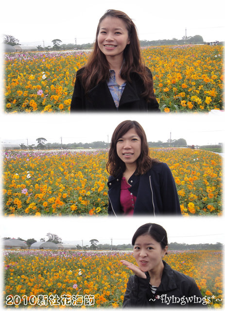 10。11。06~C。N。B四朵花之新社花海節 - 第8張圖 10。11。06~C。N。B四朵花之新社花海節