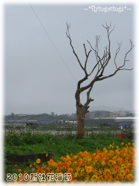 10。11。06~C。N。B四朵花之新社花海節 - 第9張圖 10。11。06~C。N。B四朵花之新社花海節