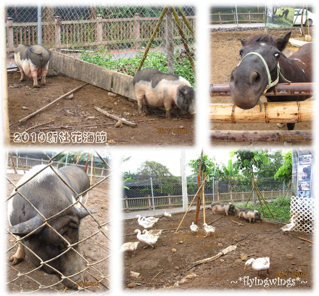 10。11。06~C。N。B四朵花之新社花海節 - 第13張圖 10。11。06~C。N。B四朵花之新社花海節