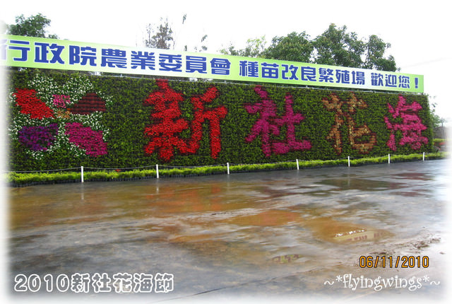 10。11。06~C。N。B四朵花之新社花海節 - 第17張圖 10。11。06~C。N。B四朵花之新社花海節