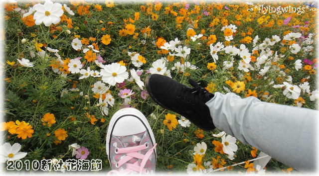 10。11。06~C。N。B四朵花之新社花海節 - 第30張圖 10。11。06~C。N。B四朵花之新社花海節