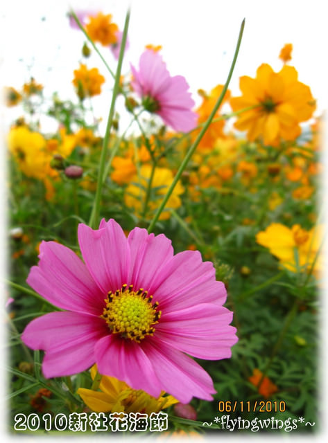 10。11。06~C。N。B四朵花之新社花海節 - 第34張圖 10。11。06~C。N。B四朵花之新社花海節