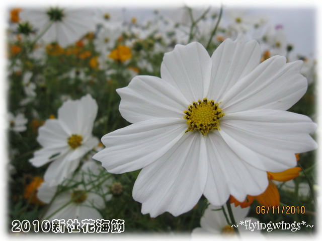 10。11。06~C。N。B四朵花之新社花海節 - 第35張圖 10。11。06~C。N。B四朵花之新社花海節