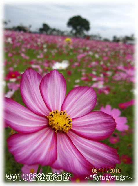 10。11。06~C。N。B四朵花之新社花海節 - 第41張圖 10。11。06~C。N。B四朵花之新社花海節