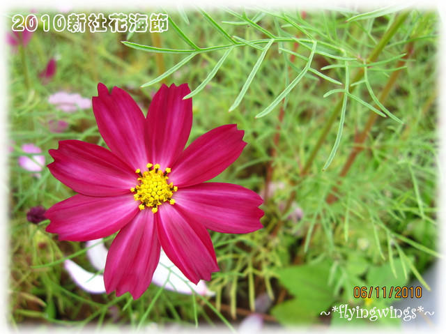 10。11。06~C。N。B四朵花之新社花海節 - 第42張圖 10。11。06~C。N。B四朵花之新社花海節