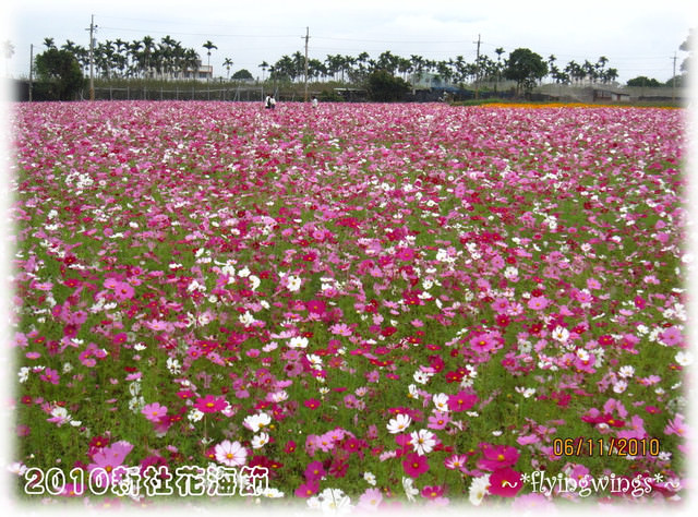 10。11。06~C。N。B四朵花之新社花海節 - 第43張圖 10。11。06~C。N。B四朵花之新社花海節