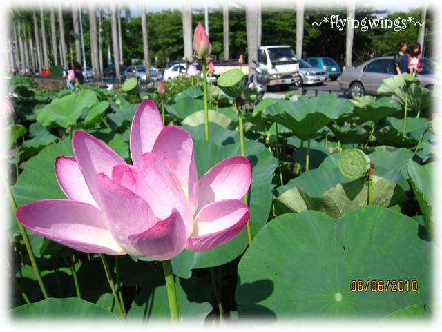 10。06。06~中興新村賞荷去~趴兔 - 第9張圖 10。06。06~中興新村賞荷去~趴兔