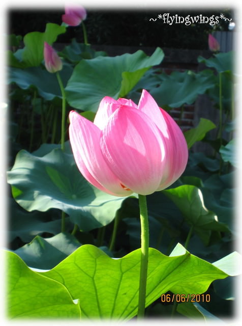 10。06。06~中興新村賞荷去~趴兔 - 第12張圖 10。06。06~中興新村賞荷去~趴兔