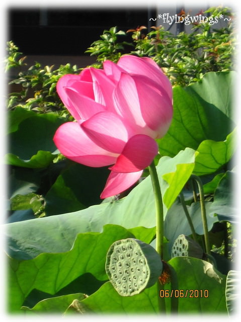 10。06。06~中興新村賞荷去~趴兔 - 第37張圖 10。06。06~中興新村賞荷去~趴兔