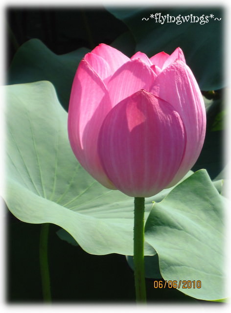 10。06。06~中興新村賞荷去~趴兔 - 第39張圖 10。06。06~中興新村賞荷去~趴兔