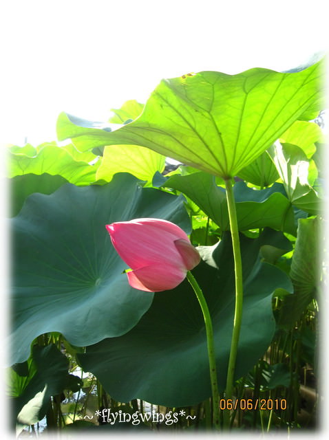 10。06。06~中興新村賞荷去~趴兔 - 第40張圖 10。06。06~中興新村賞荷去~趴兔
