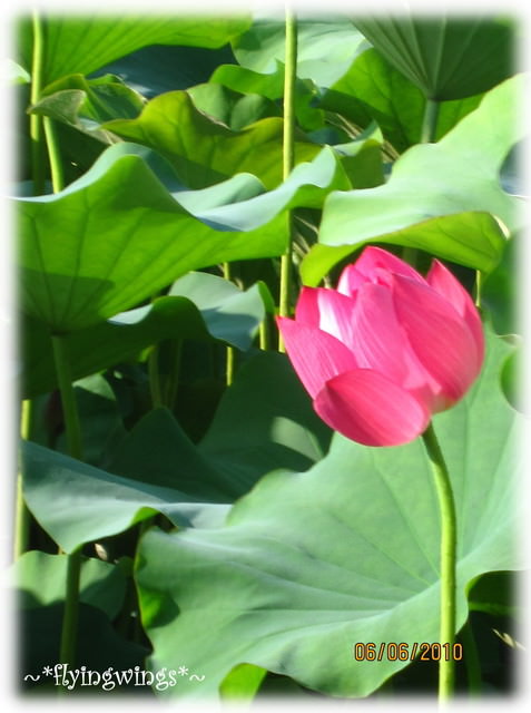 10。06。06~中興新村賞荷去~趴兔 - 第41張圖 10。06。06~中興新村賞荷去~趴兔