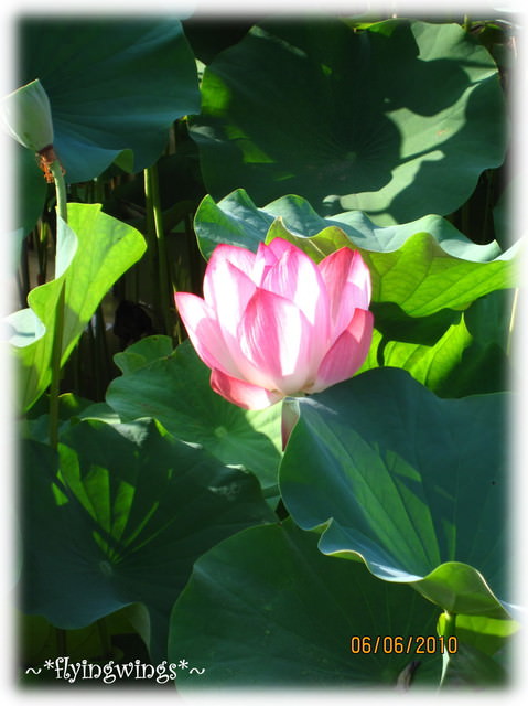 10。06。06~中興新村賞荷去~趴兔 - 第44張圖 10。06。06~中興新村賞荷去~趴兔