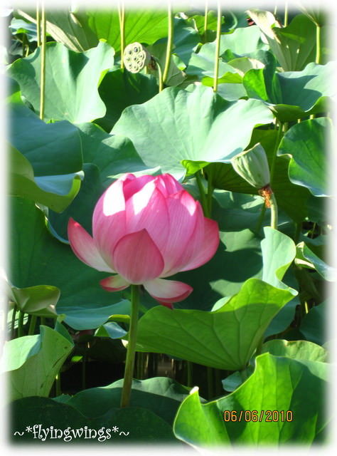 10。06。06~中興新村賞荷去~趴兔 - 第45張圖 10。06。06~中興新村賞荷去~趴兔