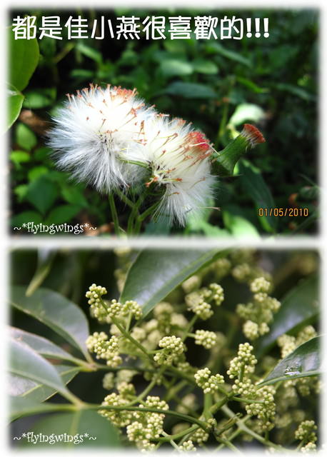 10。05。01~一朵桐花。正夯 - 第18張圖 10。05。01~一朵桐花。正夯