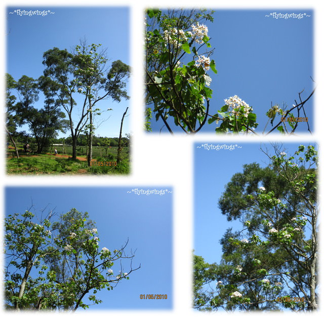 10。05。01~一朵桐花。正夯 - 第22張圖 10。05。01~一朵桐花。正夯