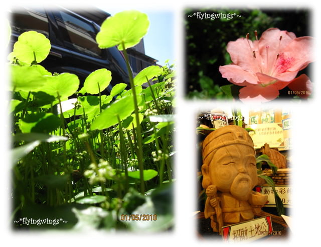 10。05。01~一朵桐花。正夯 - 第32張圖 10。05。01~一朵桐花。正夯
