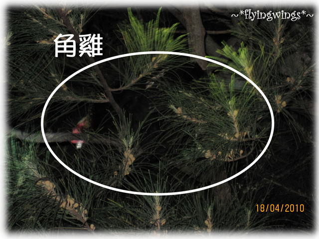 【蘭嶼好好玩】Day 2~我在蘭嶼，天氣晴(下)